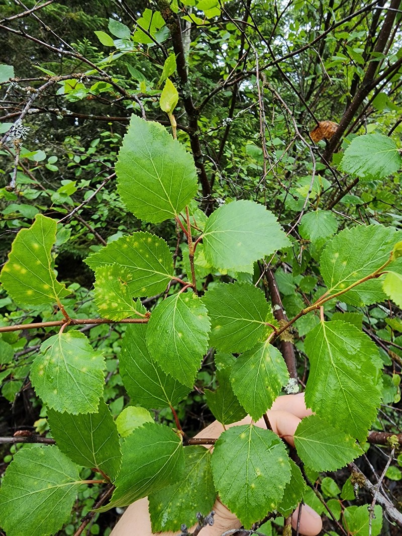 Dwarf White Birch