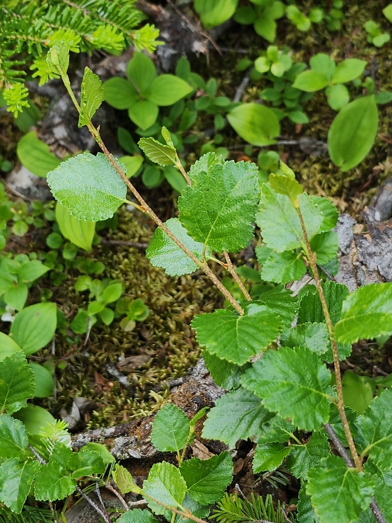 Dwarf White Birch photo 2