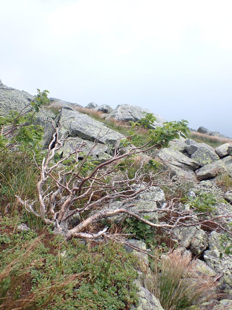 Dwarf White Birch photo 3