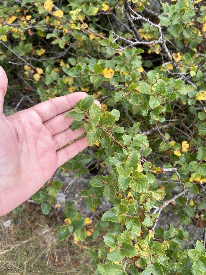 Dwarf White Birch photo 4