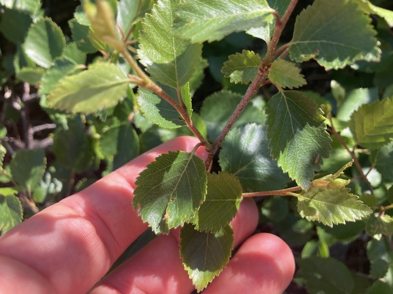 Dwarf White Birch photo 5