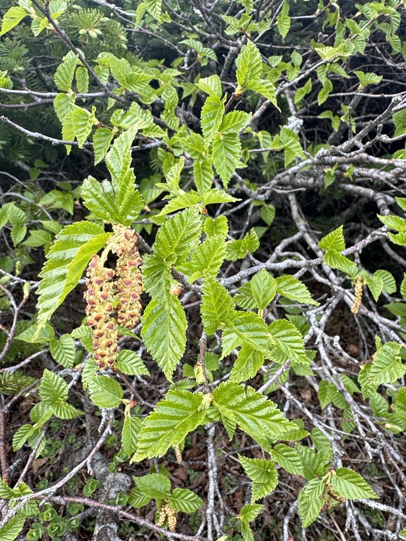 Dwarf White Birch photo 6