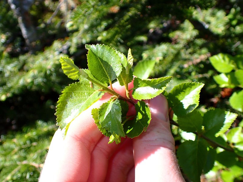 Dwarf White Birch photo 7
