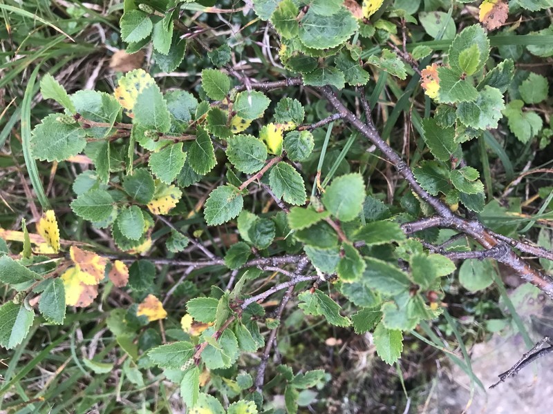 Dwarf White Birch photo 8