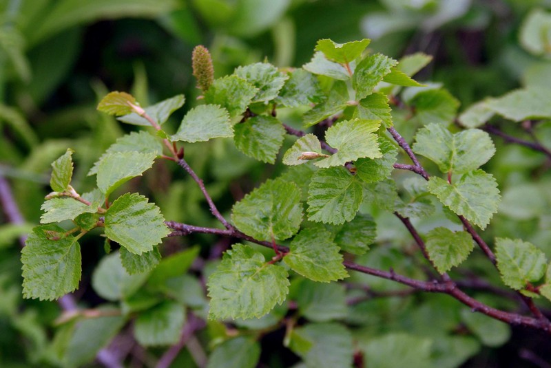 Betula × paramushirensis photo 2