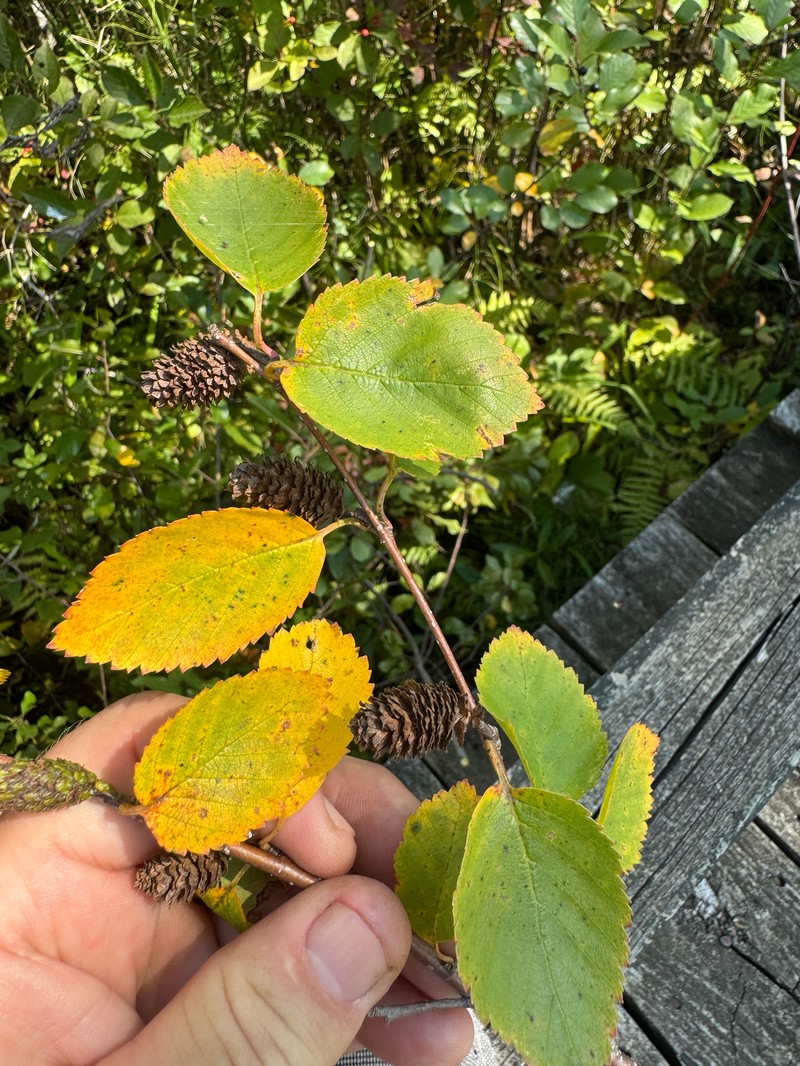 Murray's Birch photo 3