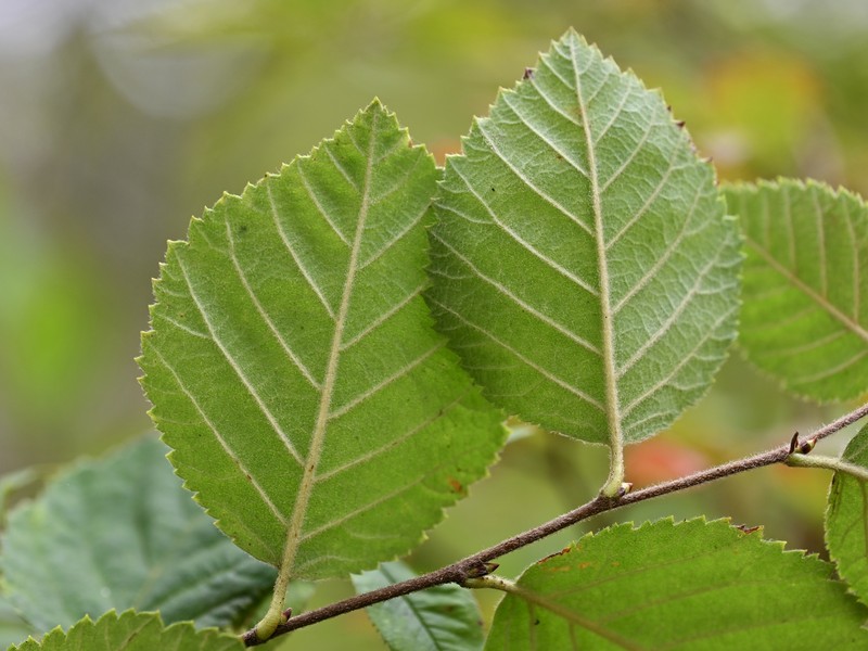 Murray's Birch photo 4