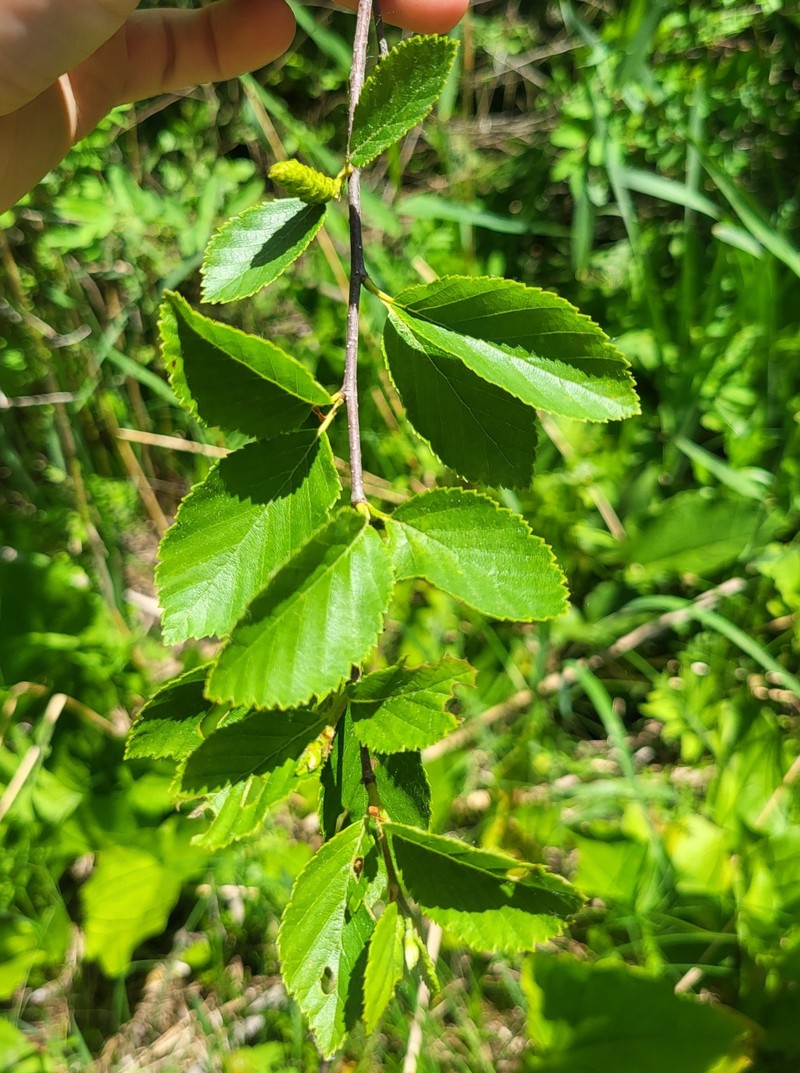 Murray's Birch photo 5