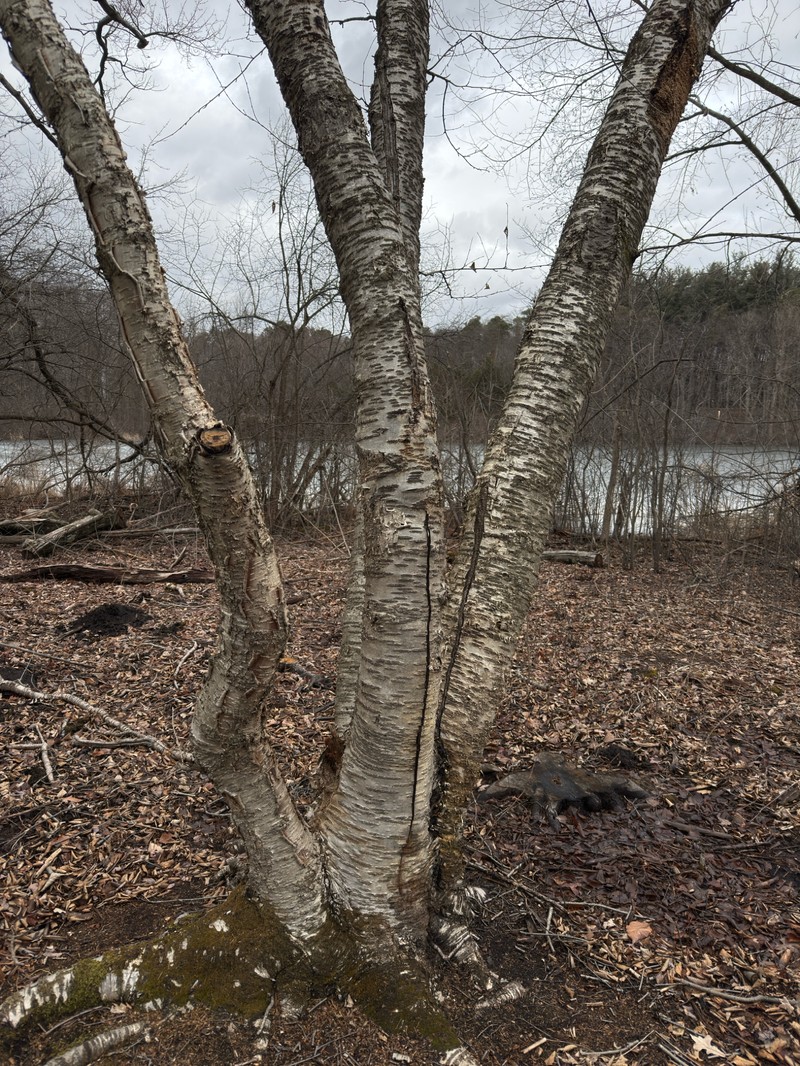 Birch