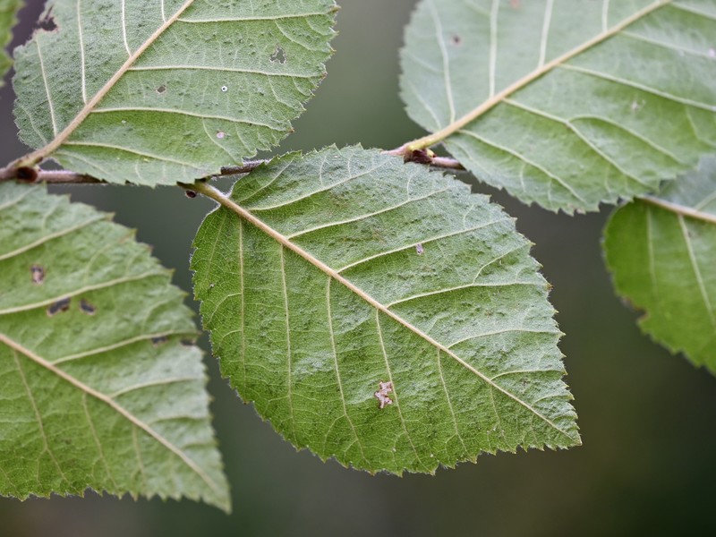 Birch photo 2