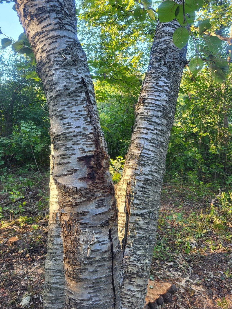 Birch photo 6