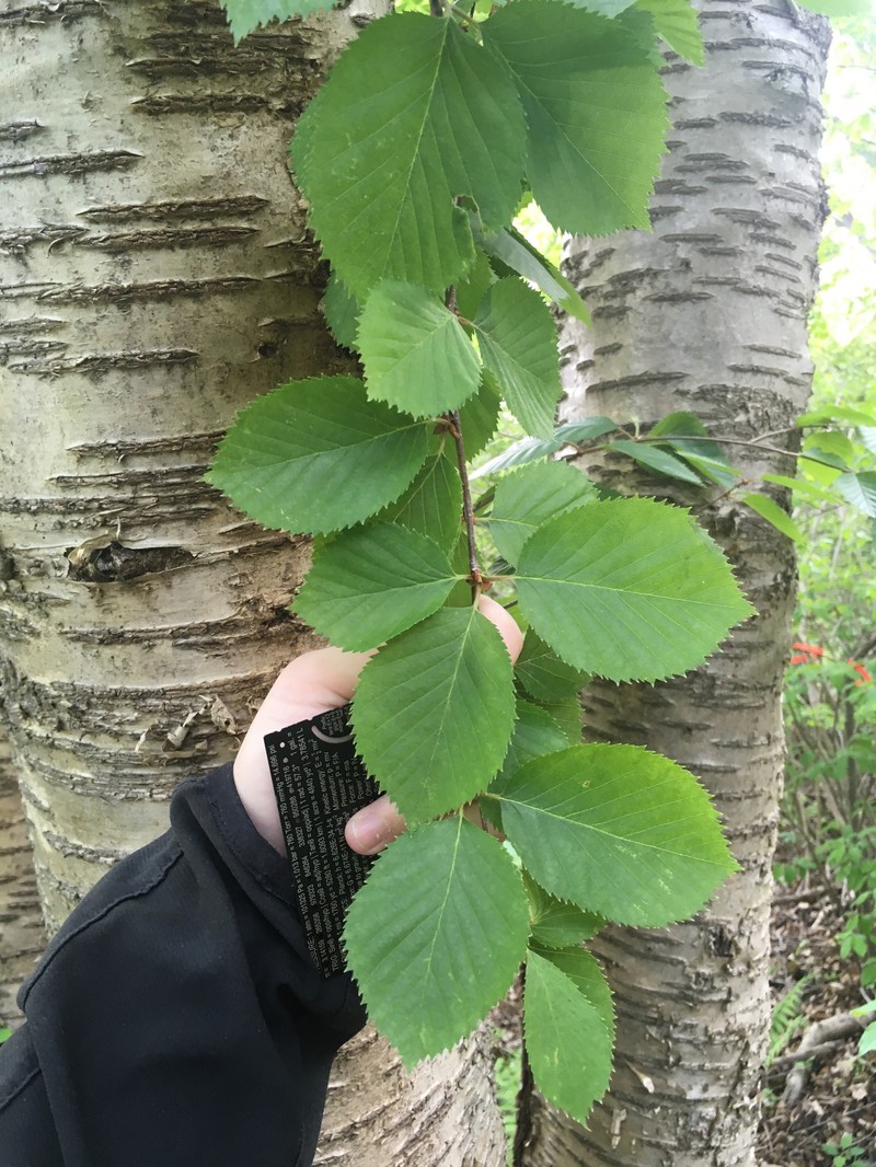 Birch photo 8