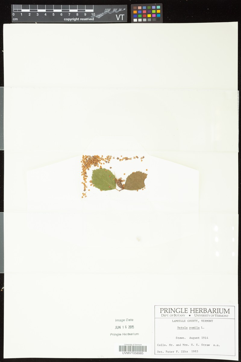 Raymund's Birch photo 2