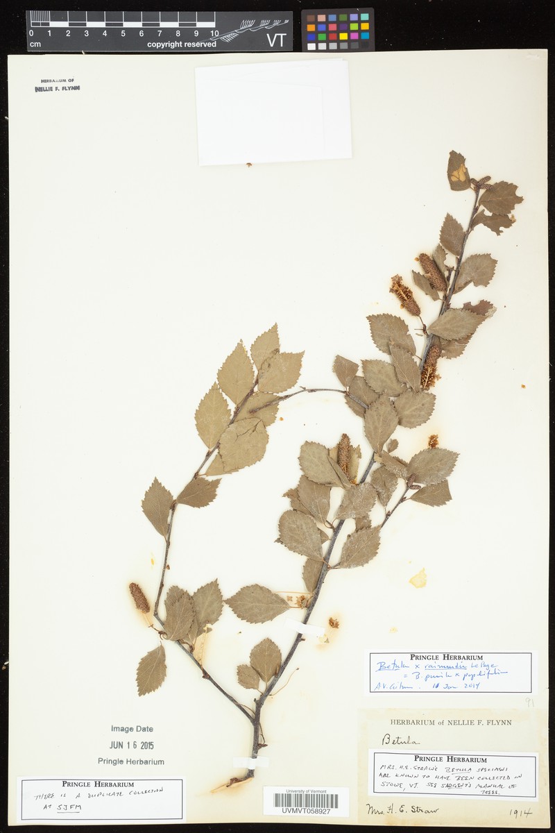 Raymund's Birch photo 3