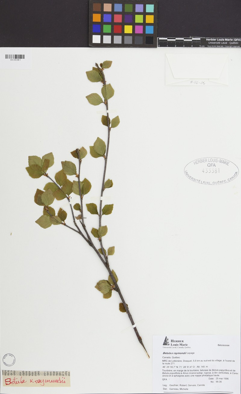 Raymund's Birch