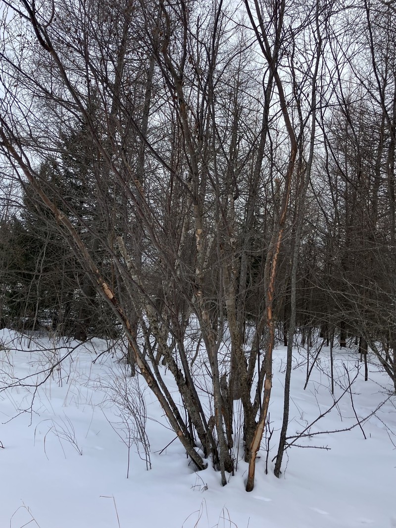 Sandberg Birch