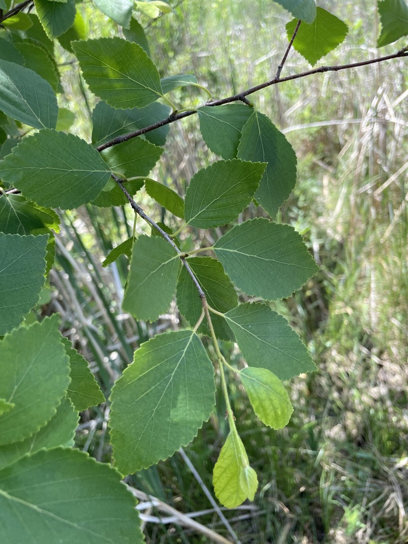Sandberg Birch photo 2