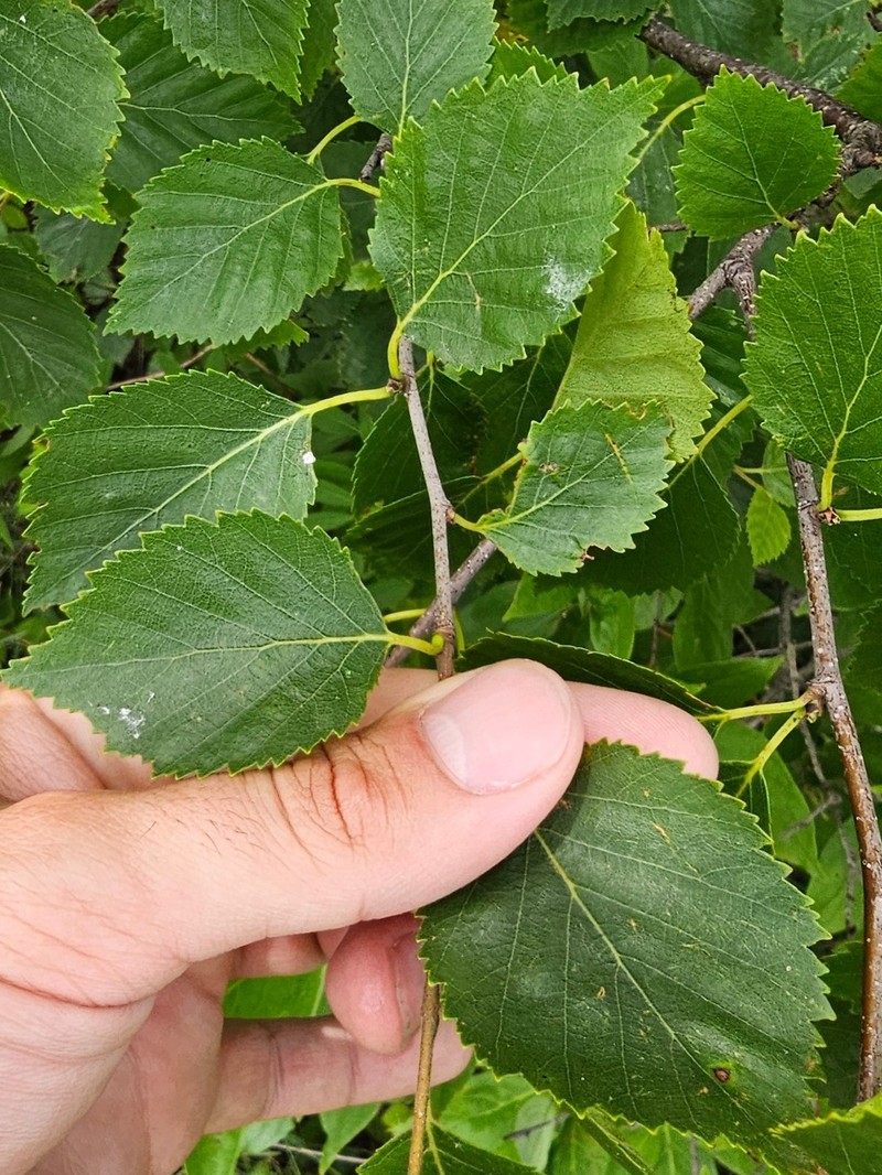 Sandberg Birch photo 3