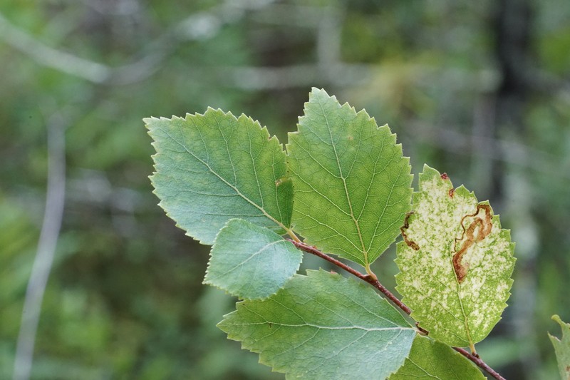 Sandberg Birch photo 5