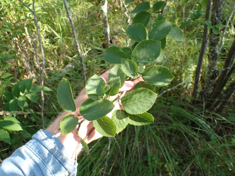 Sandberg Birch photo 6