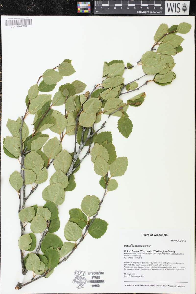 Sandberg Birch photo 7