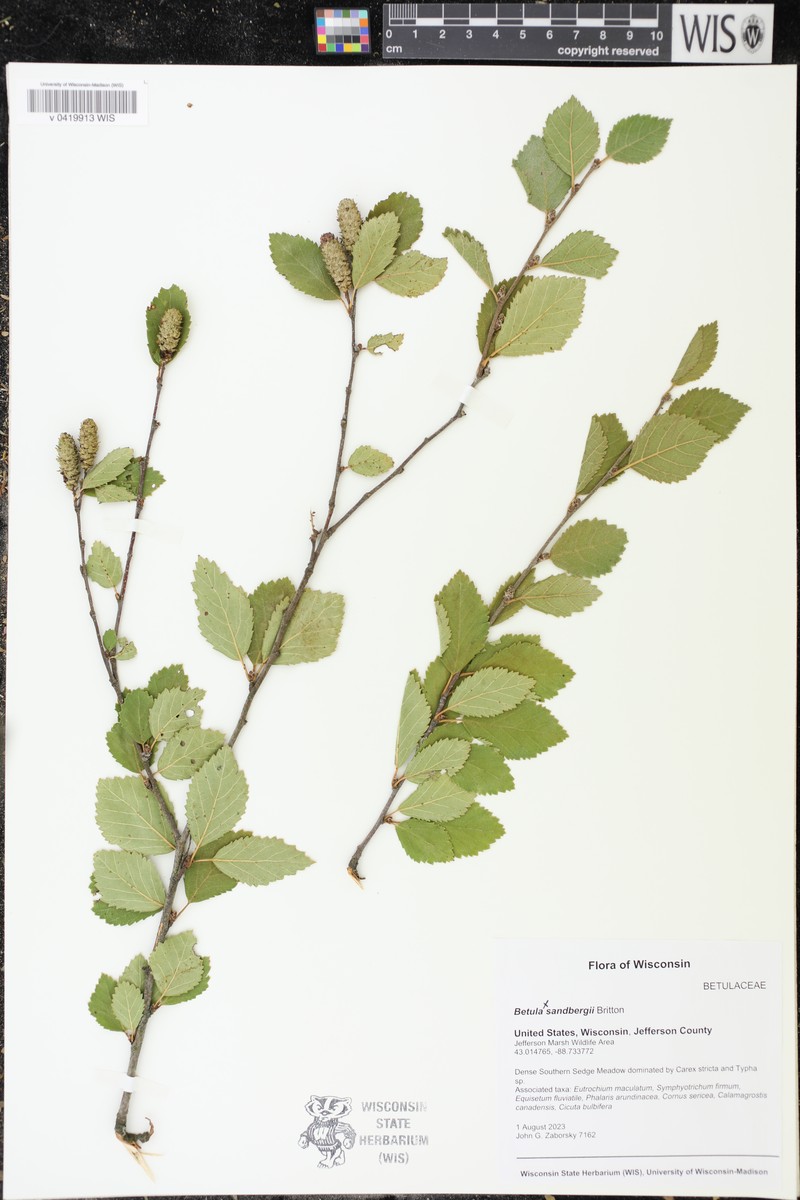 Sandberg Birch photo 8