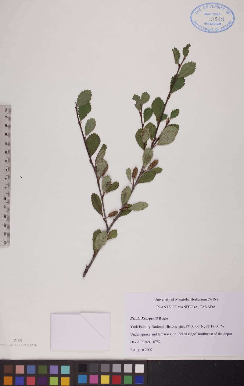 Birch