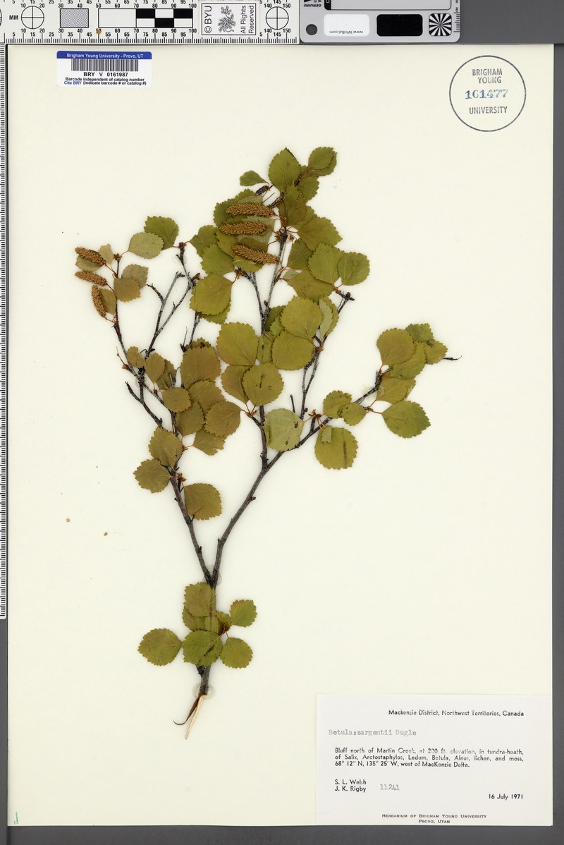 Birch photo 2