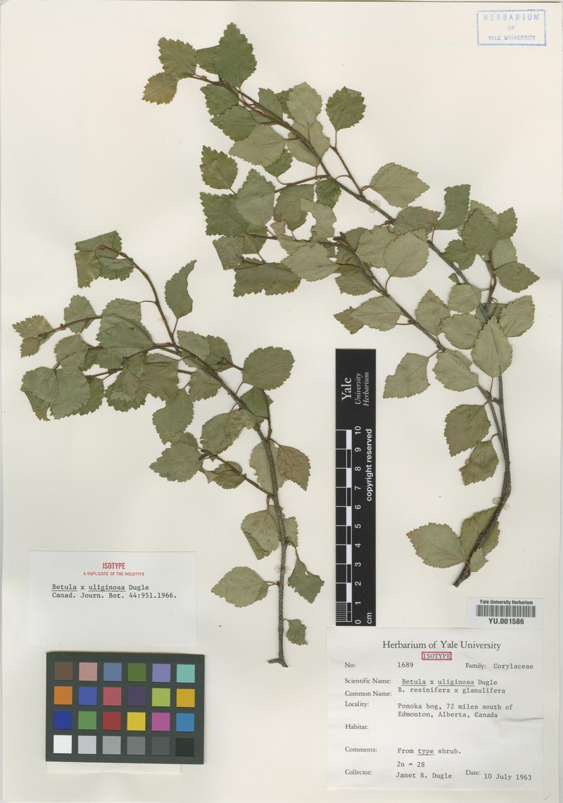 Betula × uliginosa