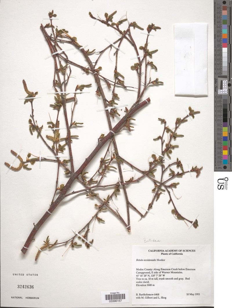 Birch photo 2
