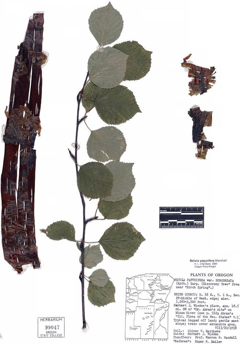 Birch