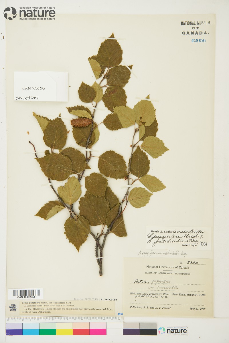 Birch photo 2