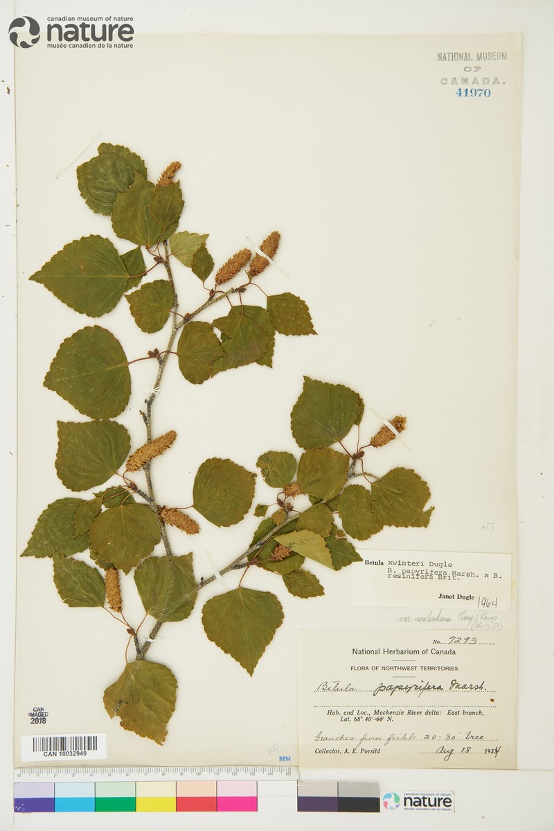 Birch