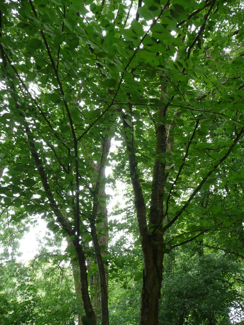 Yellow Birch photo 3