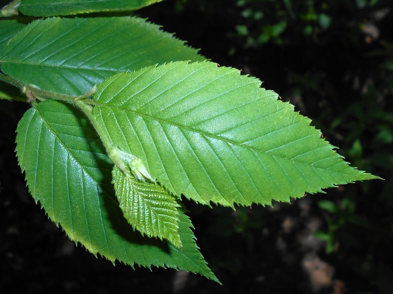 Yellow Birch photo 4