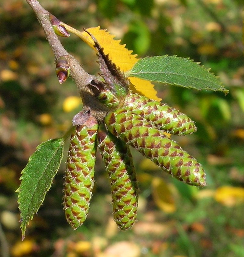 Yellow Birch photo 5