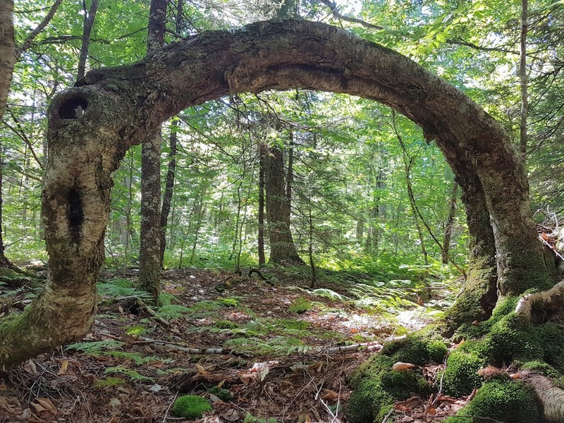 Yellow Birch photo 6