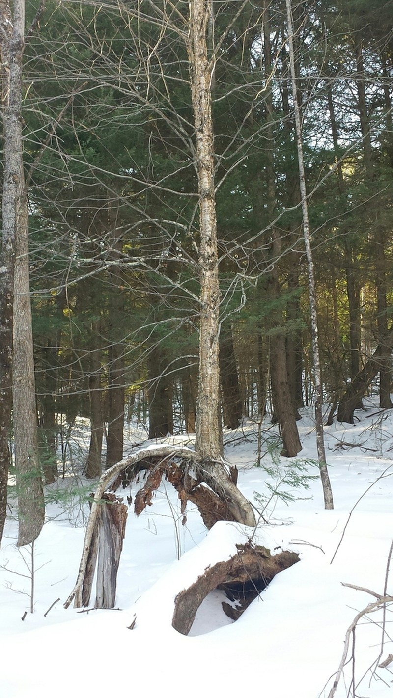 Yellow Birch photo 7