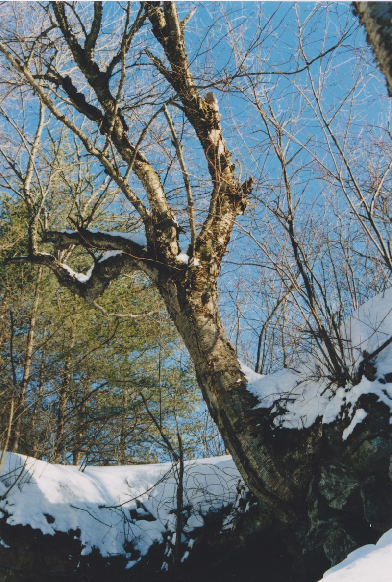 Yellow Birch photo 2