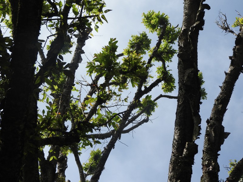 Betula alnoides photo 2