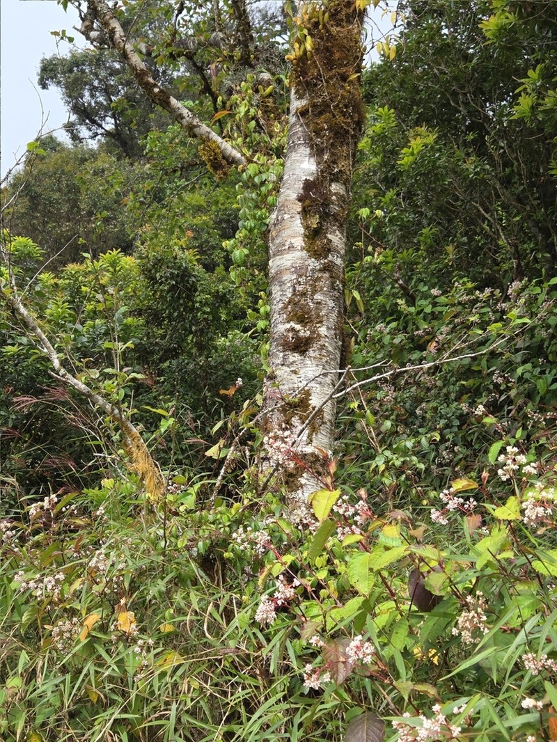 Betula alnoides photo 3