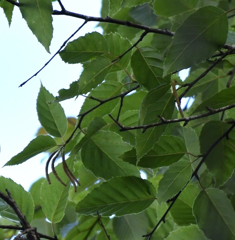 Betula alnoides photo 4