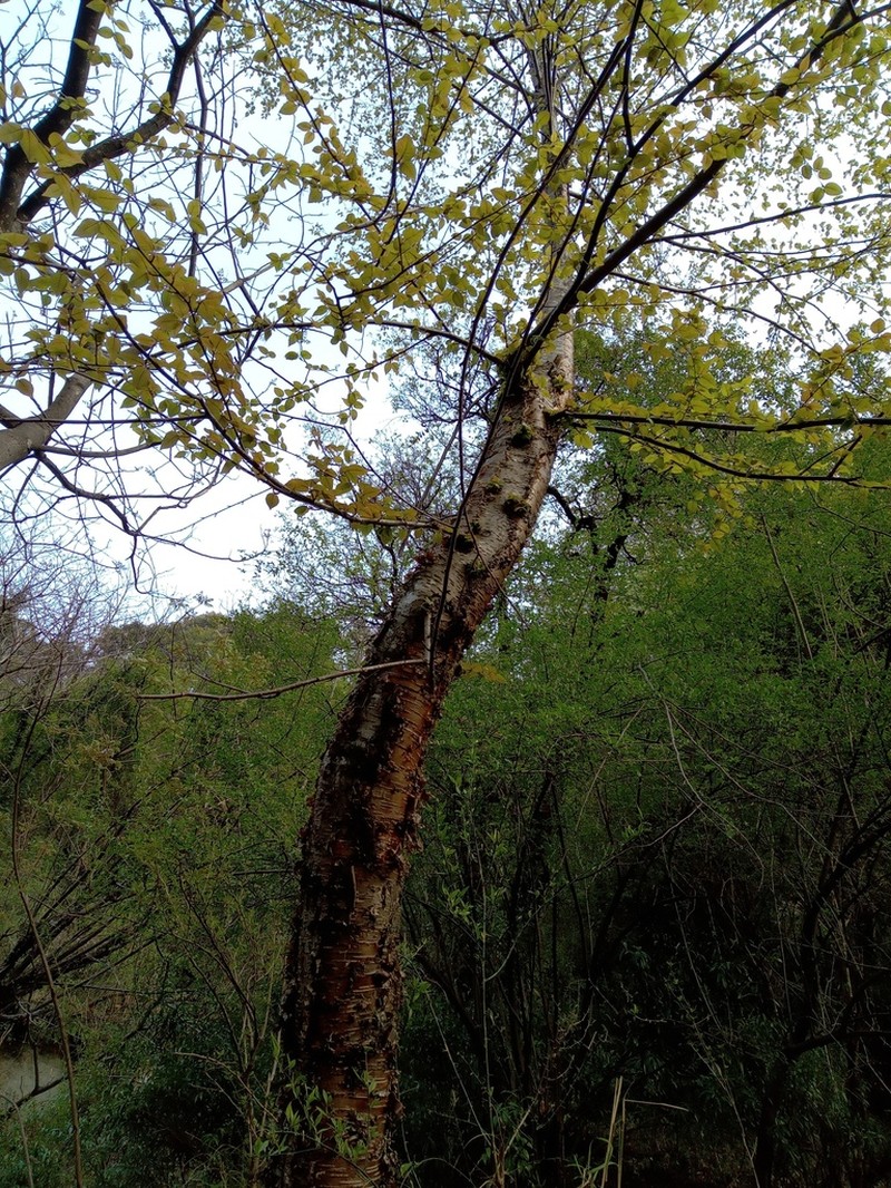 Betula alnoides photo 5