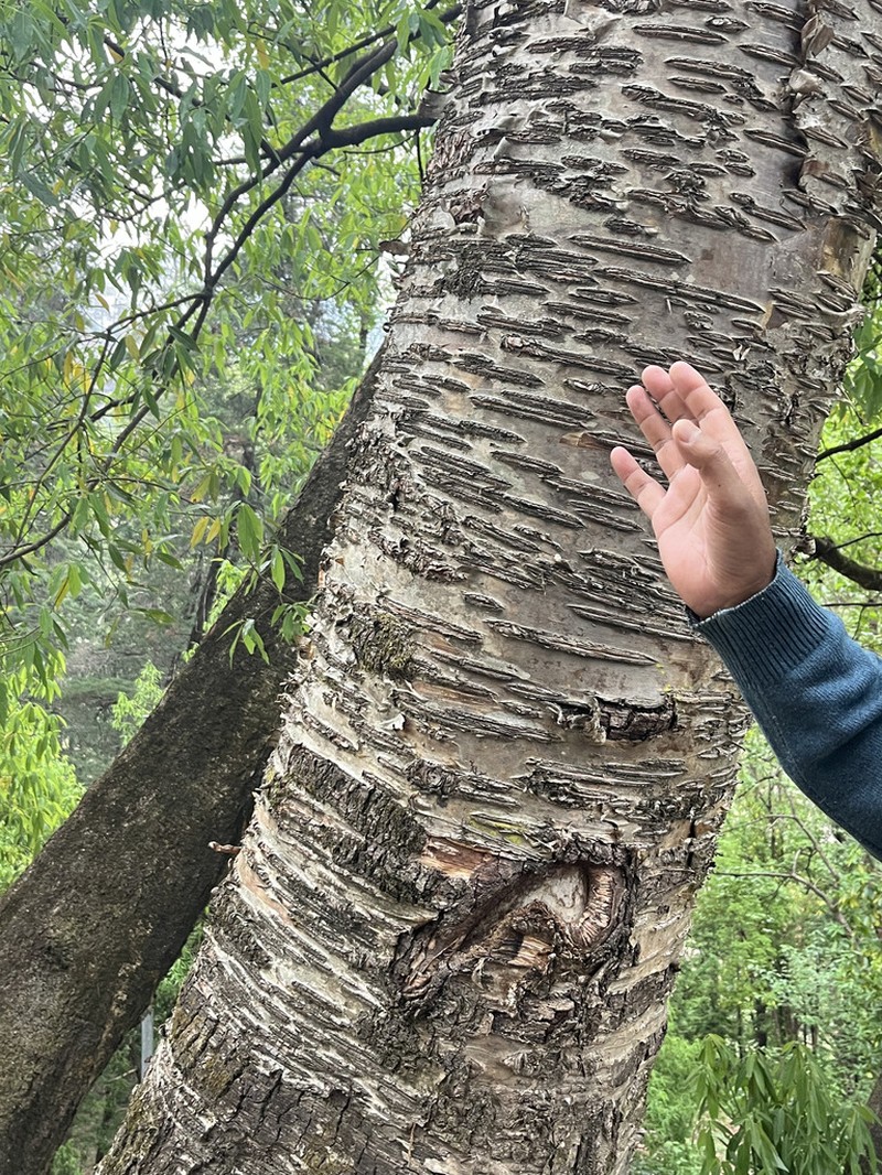 Betula alnoides photo 6