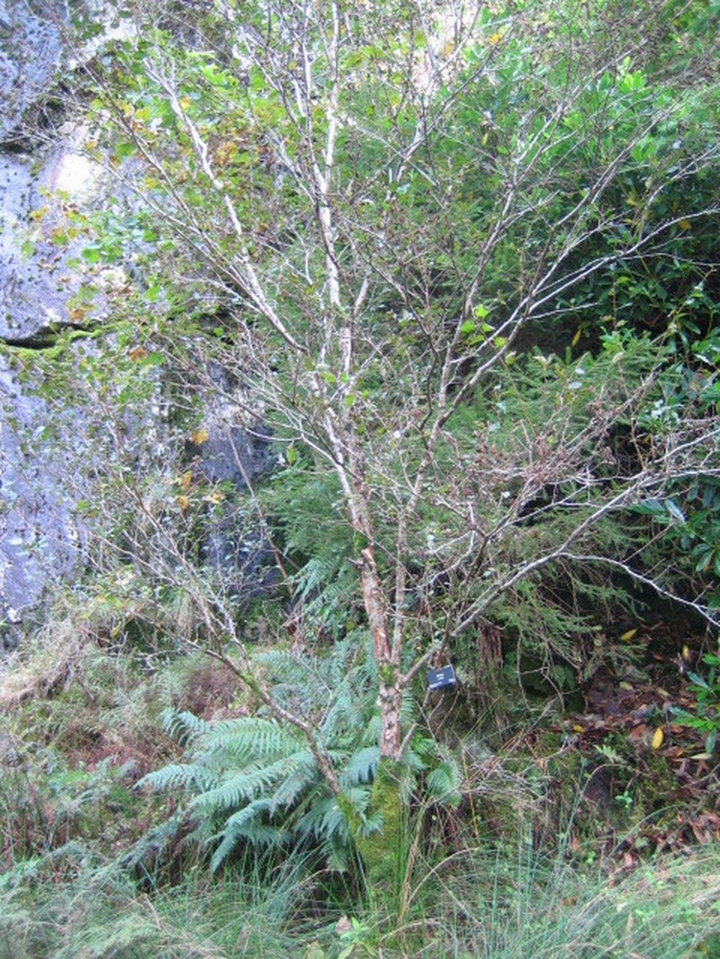 Betula ashburneri