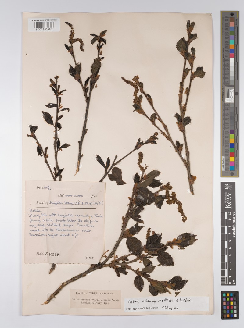 Betula ashburneri photo 2
