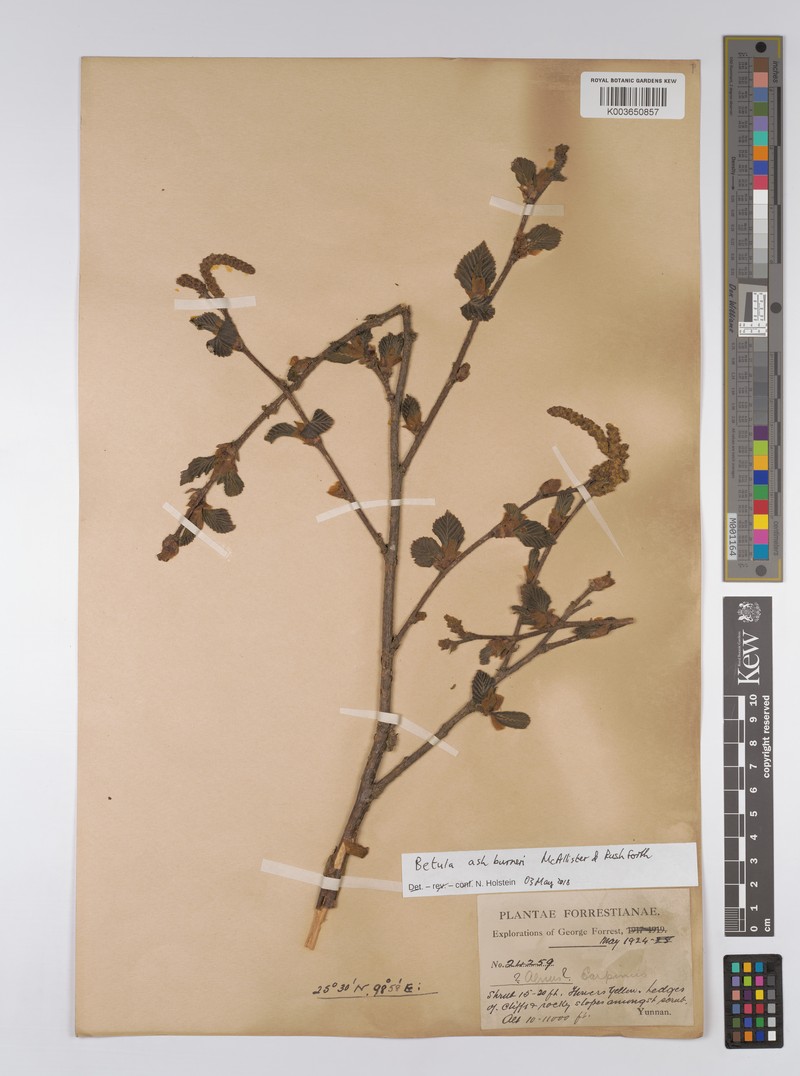 Betula ashburneri photo 4