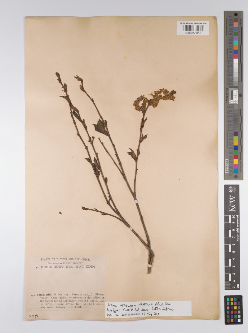 Betula ashburneri photo 5