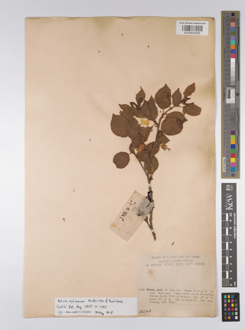Betula ashburneri photo 6