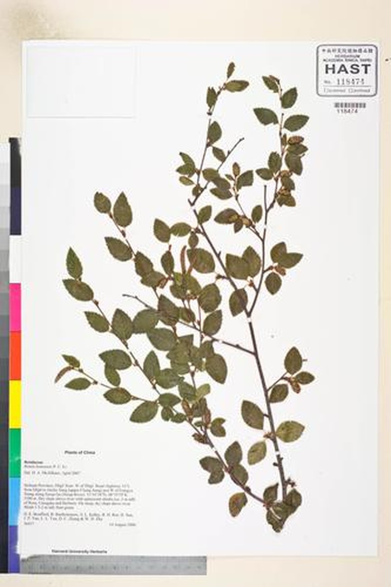 Betula bomiensis